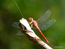 Libellule - Costa Rica
